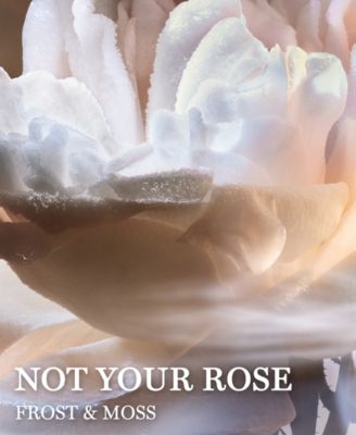 absolue not your rose eau de parfum